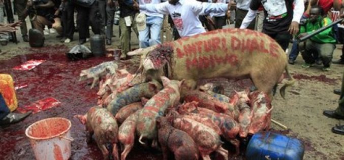 Kenya’s Nairobi city hit by pig protest over MPs pay