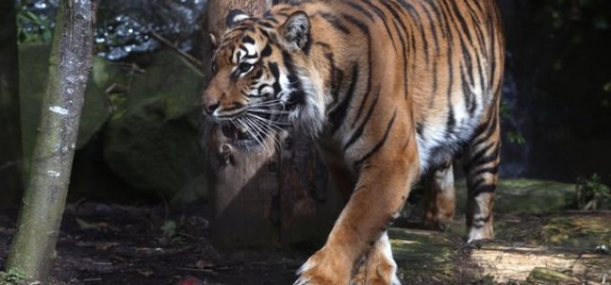 Cumbria Tiger attack: Sarah McClay dies of her injuries